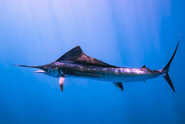 sailfish-punta-cana